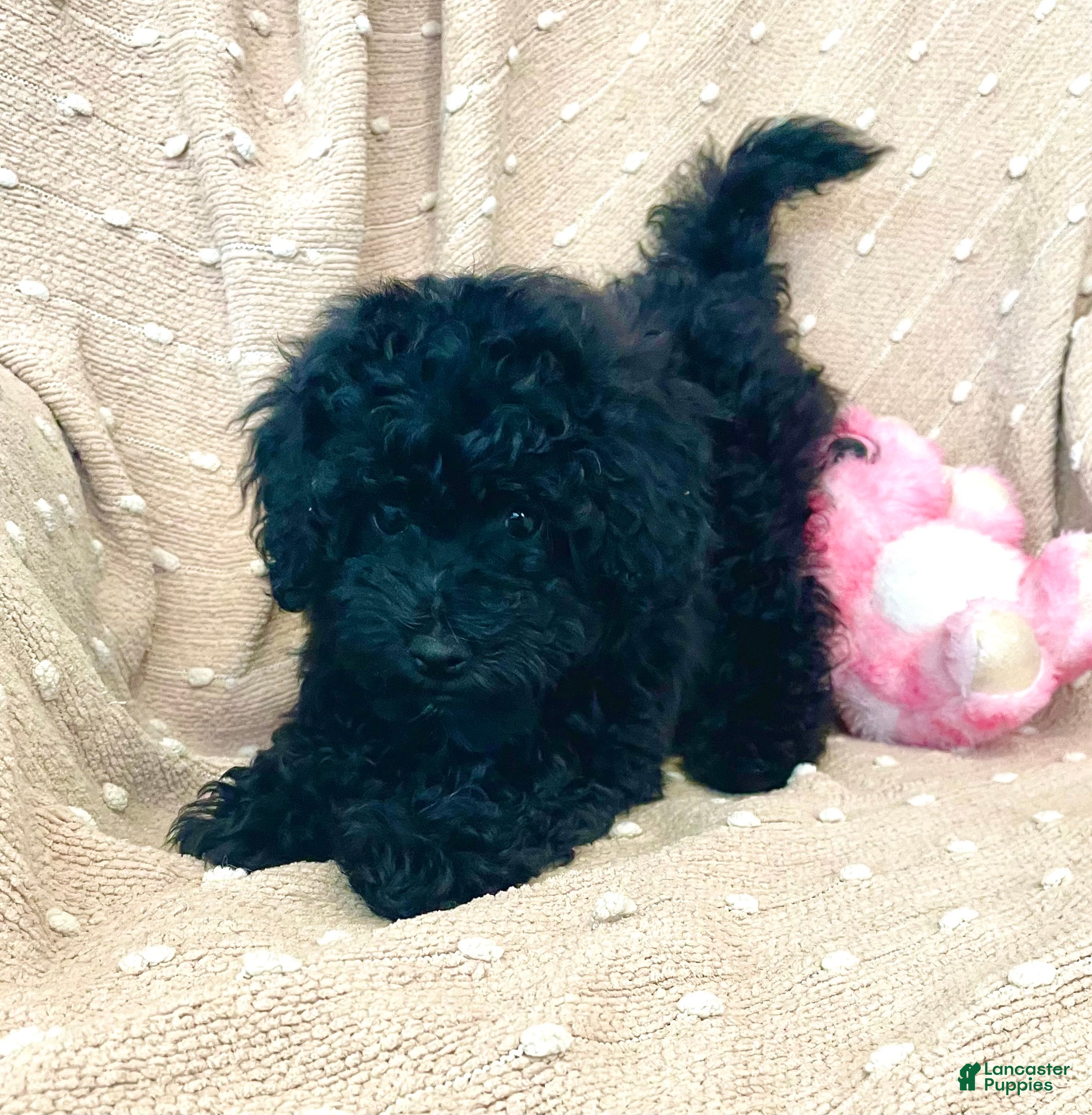 Mixed Breed dogs Blue - Ad 36