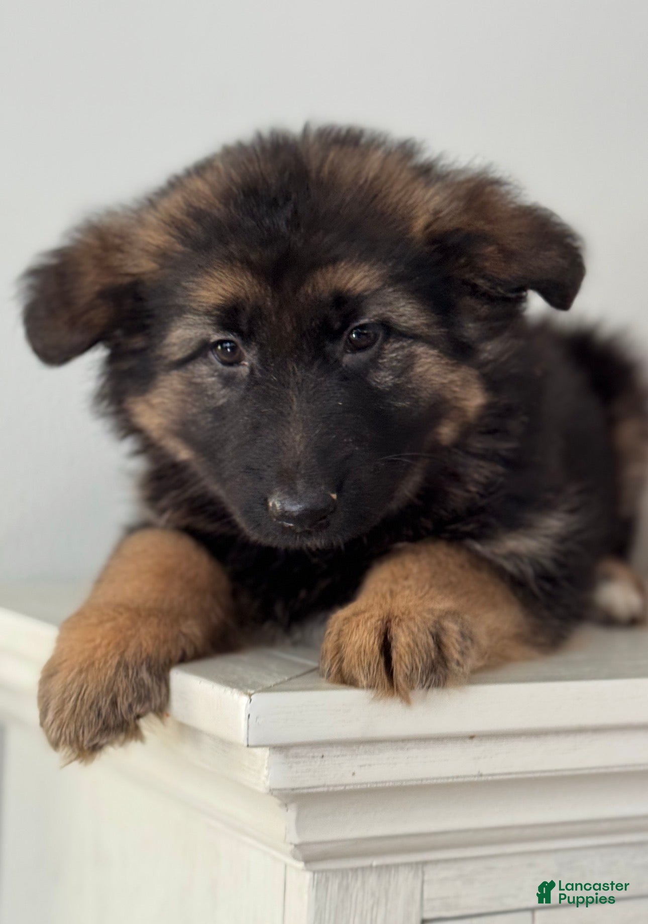German Shepherd dogs Zara - Ad 1