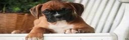 Boxer dogs for sale: Everest - Ad 5