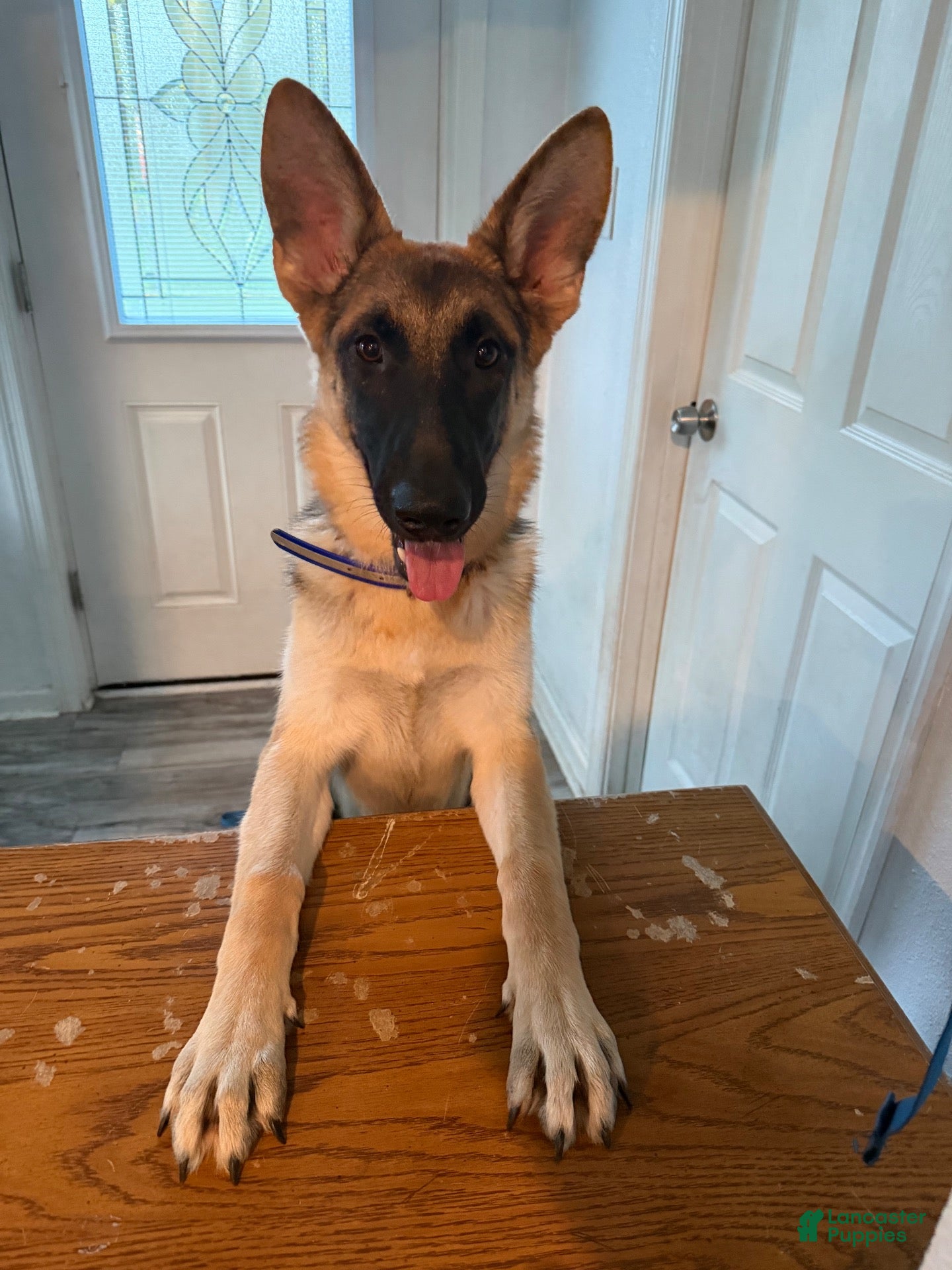 German Shepherd dogs Nyx  - Ad 2