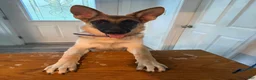 German Shepherd dogs for sale: Nyx  - Ad 2