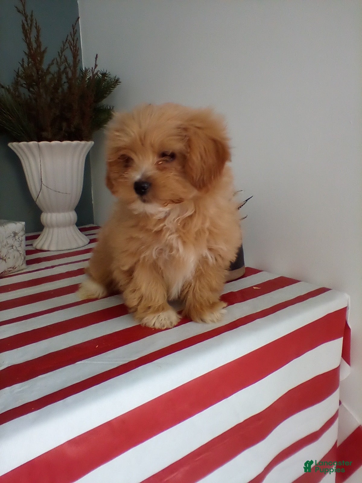 Lhasapoo dogs Gigi - Ad 9