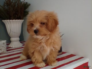 Lhasapoo dogs Gigi - Ad 3