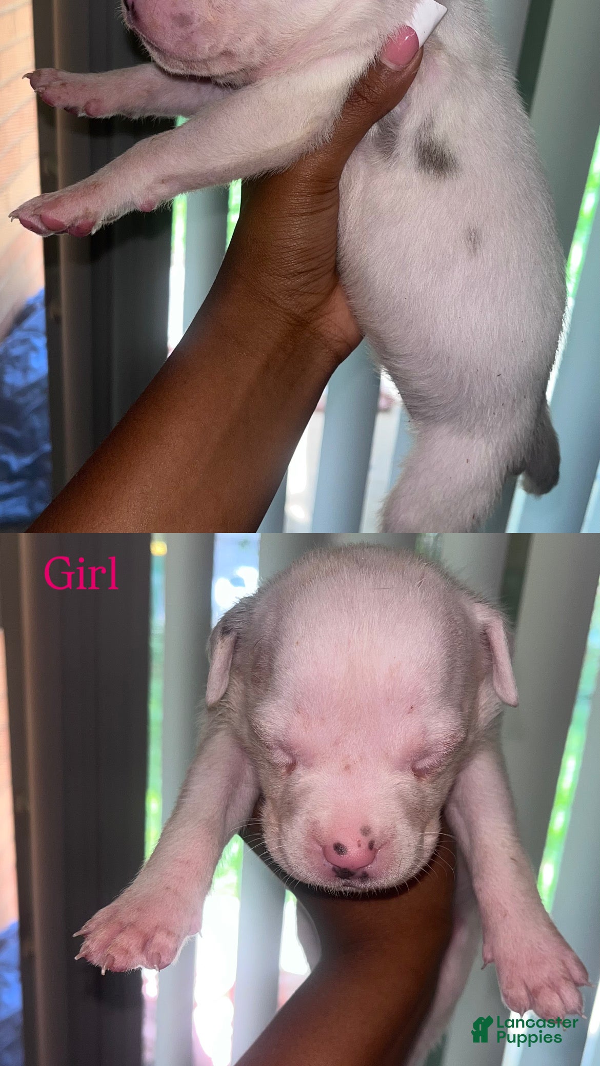 American Bully dogs American Bully 5 - Ad 17