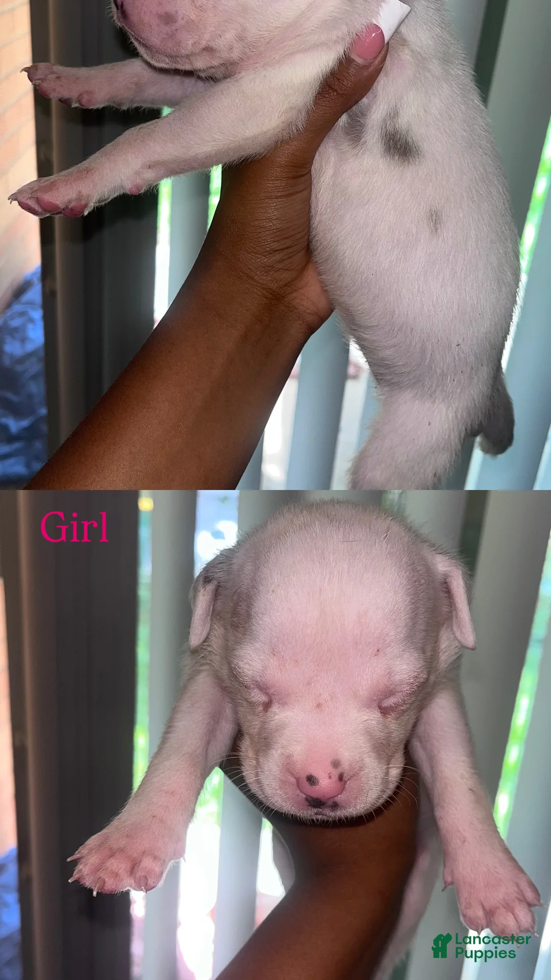 American Bully dogs for sale: American Bully 5 - Ad 1