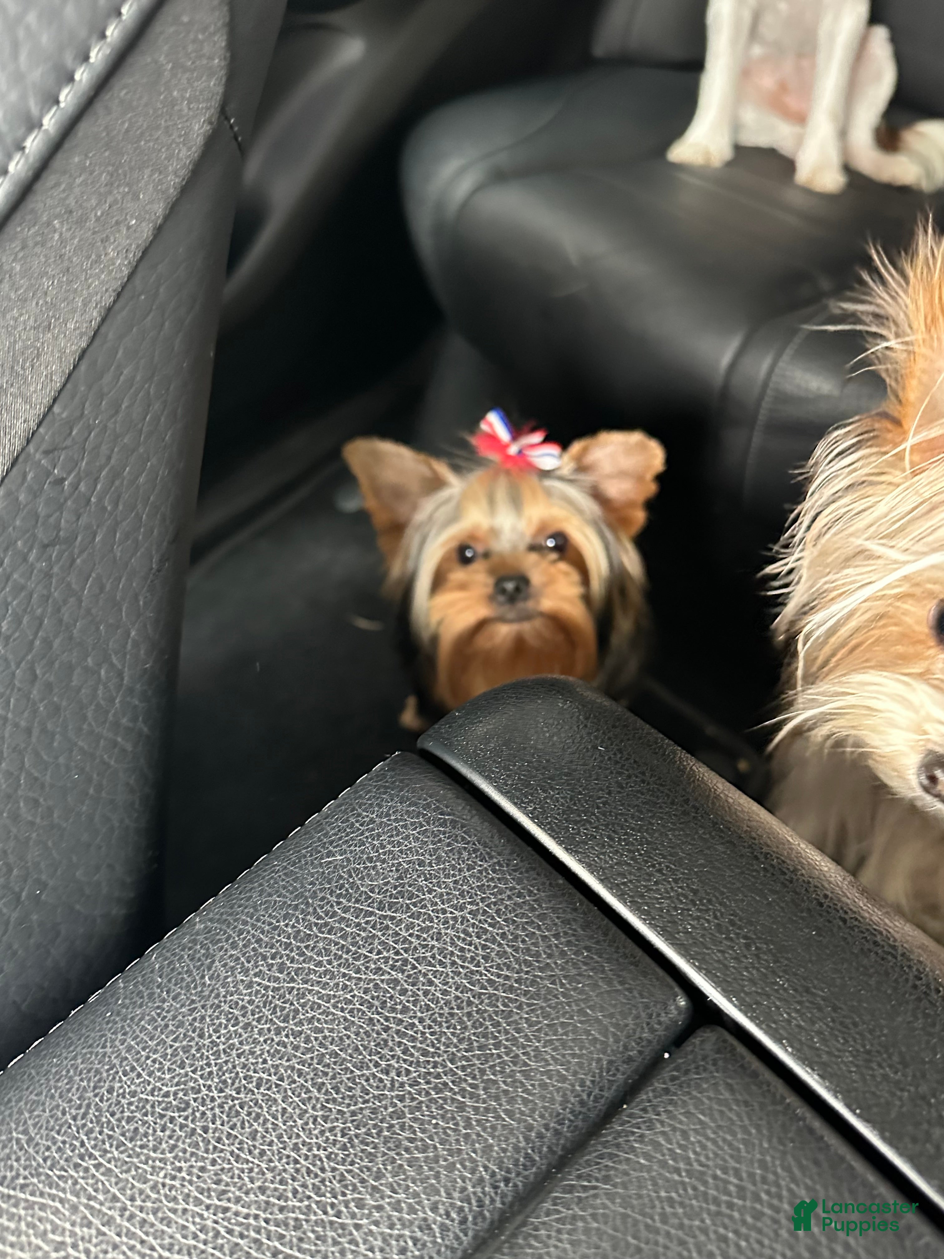 Yorkshire Terrier dogs Benny - Ad 2