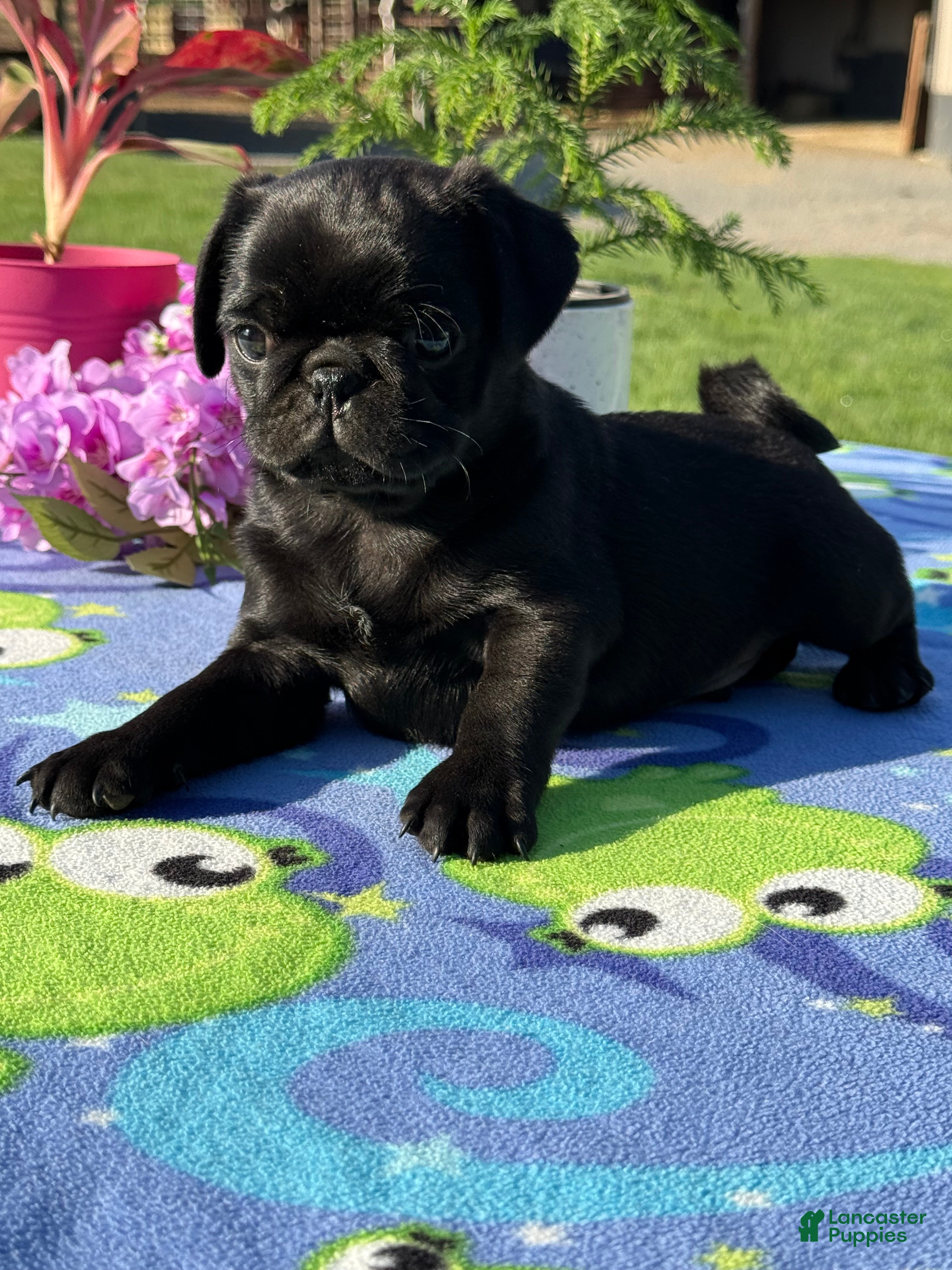 Pug dogs Patrick - Ad 2