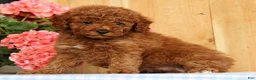 Mini Goldendoodle dogs for sale: Banjo - Ad 4
