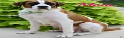 Saint Bernard dogs for sale: Gracie Beth - Ad 8