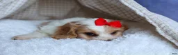 Cavachon dogs for sale: ROSCOE - Ad 12