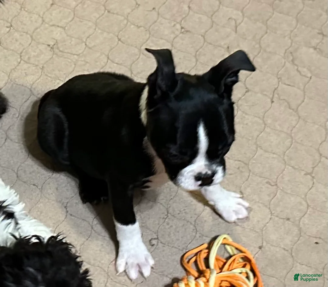 Boston Terrier dogs for sale: Boston Terrier Puppy 1 - Ad 3