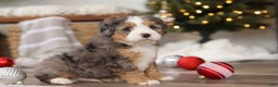 Mini Bernedoodle dogs for sale: Ollie - Ad 3