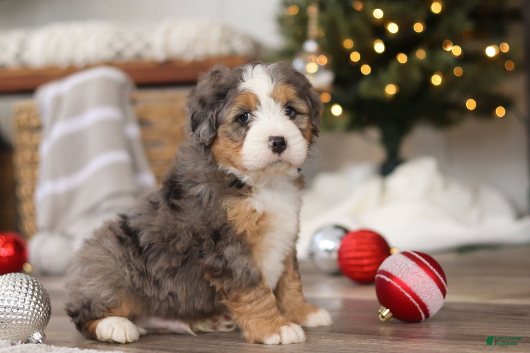 Mini Bernedoodle dogs for sale: Ollie - Ad 3
