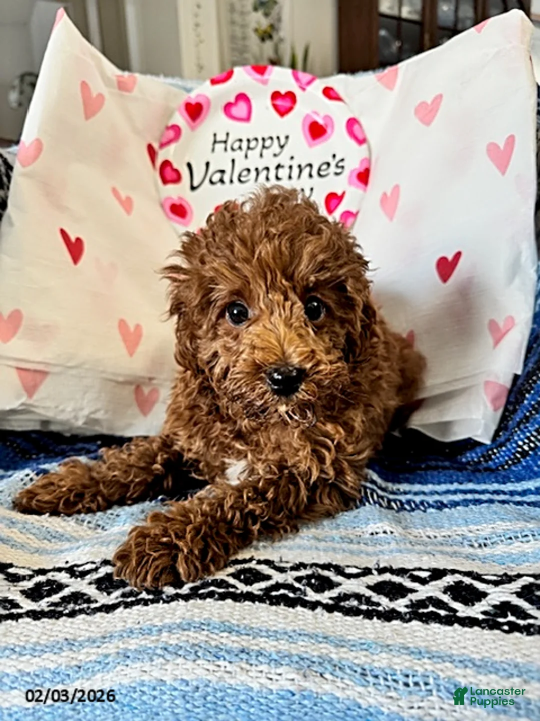 Maltipoo dogs for sale: Tulip - Ad 5