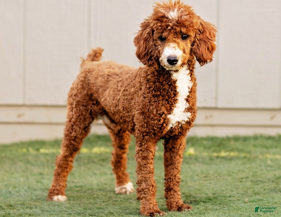 Irish Doodle dogs for sale: Tucker - Mini - Ad 5