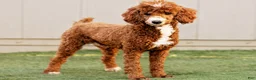 Irish Doodle dogs for sale: Galway - Mini - Ad 7