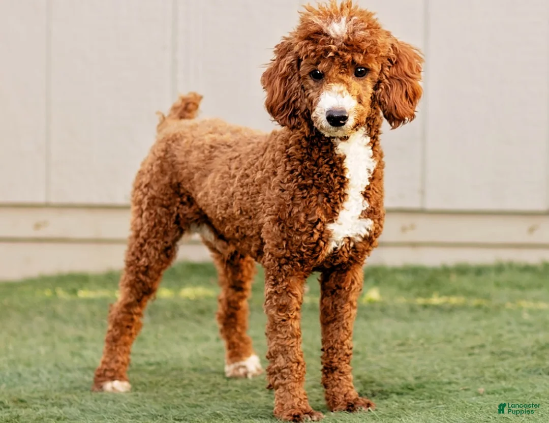 Irish Doodle dogs for sale: Galway - Mini - Ad 7