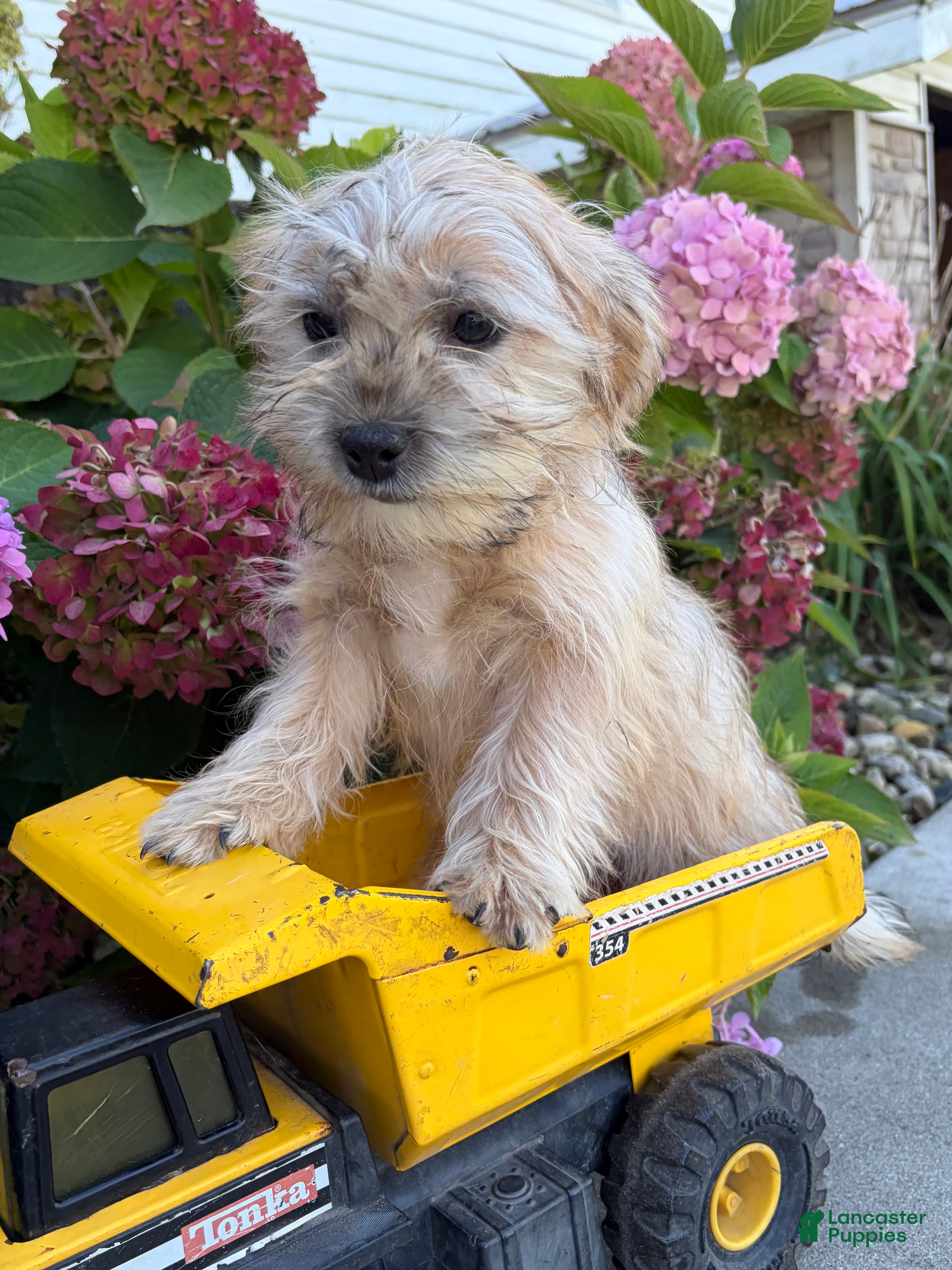 Shorkie dogs for sale: Axle - Ad 2