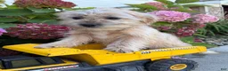 Shorkie dogs for sale: Axle - Ad 2
