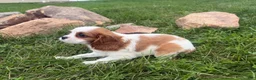 Cavalier King Charles Spaniel dogs for sale: Leah - Ad 15
