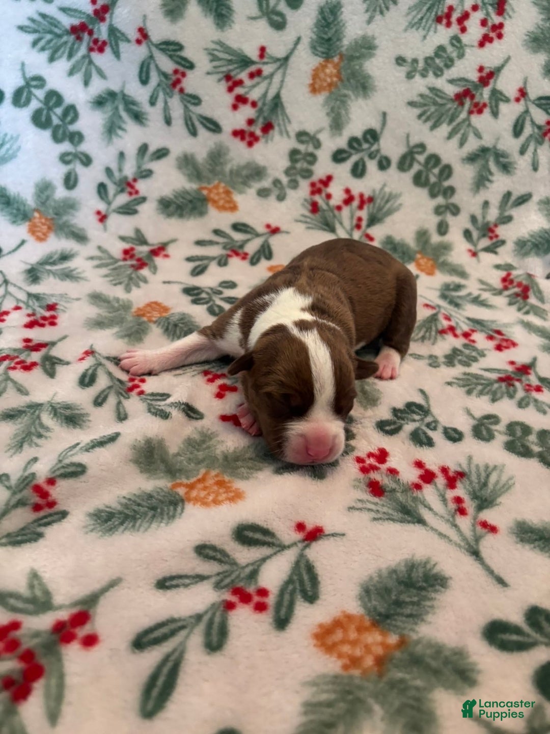 Mixed Breed dogs for sale: Dawn - Ad 4