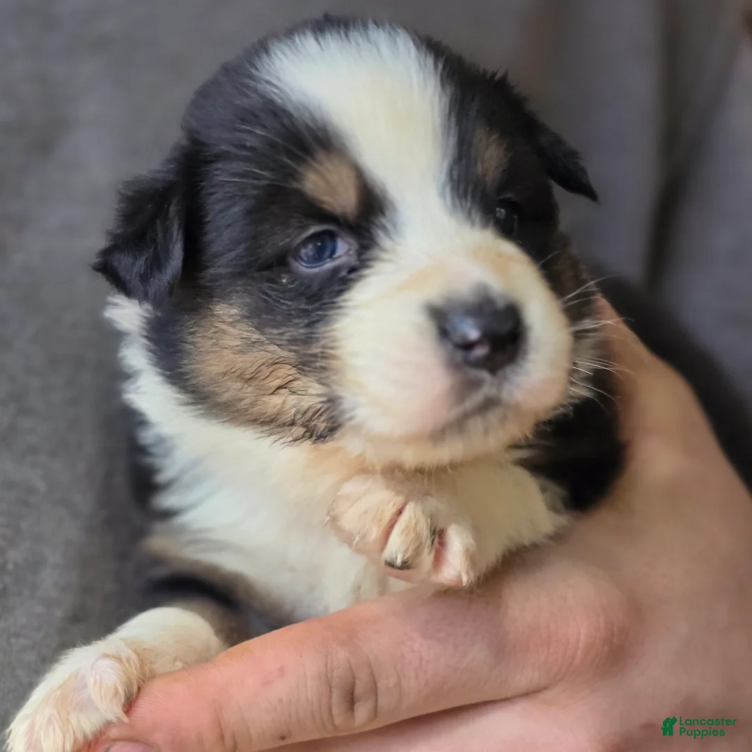 Australian Shepherd dogs for sale: Darla - Ad 1