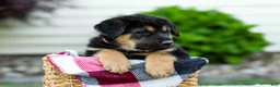 Sheprador dogs for sale: Boone - Ad 5