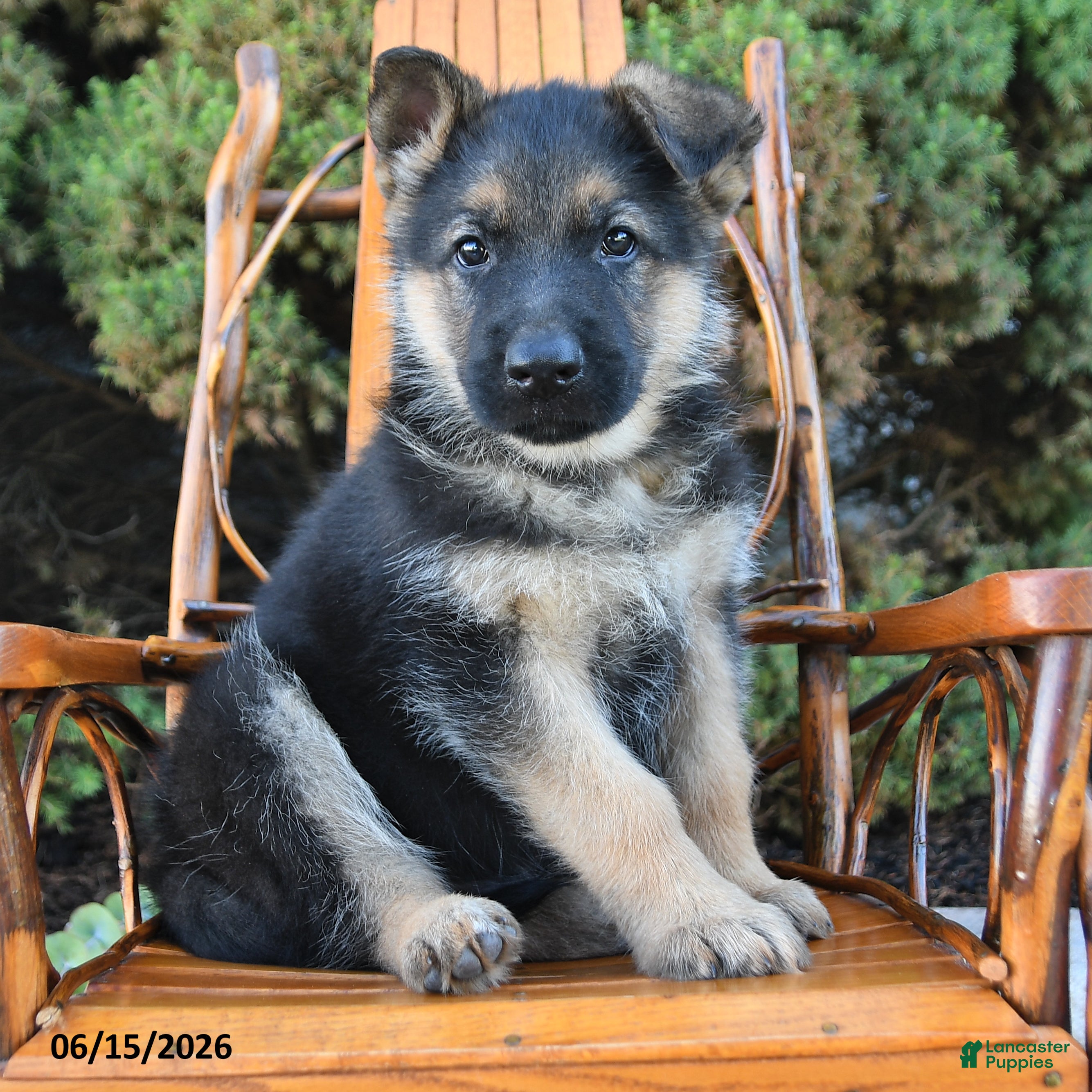 German Shepherd dogs Deisel - Ad 2