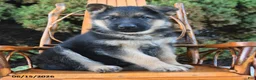 German Shepherd dogs for sale: Deisel - Ad 2
