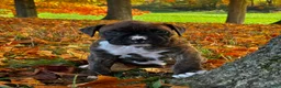 Boxer dogs for sale: Israel  - Ad 8