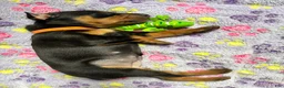 Miniature Pinscher dogs for sale: Miniature Pinscher 2 ( clementine ) - Ad 10