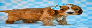 Edgar Cavapoo Pup