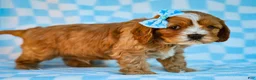 Cavapoo dogs for sale: Edgar Cavapoo Pup - Ad 1