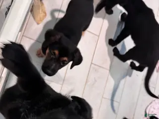 Mixed Breed dogs Mixed Breed Puppy 1 - Ad 20