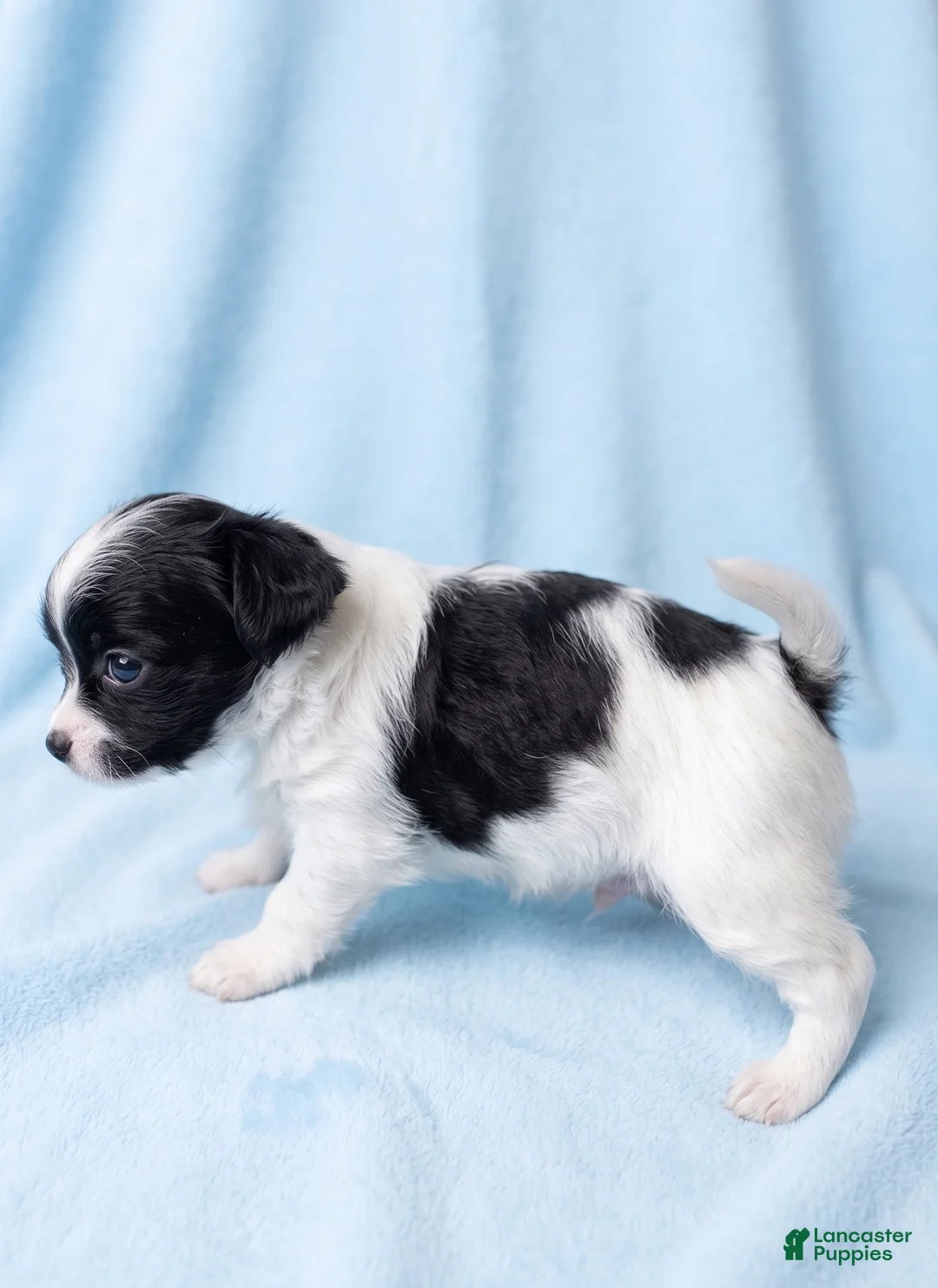 Mixed Breed dogs for sale: Gus - Ad 3