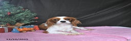 Cavalier King Charles Spaniel dogs for sale: Jenna CHAMPION BLOODLINES - Ad 6