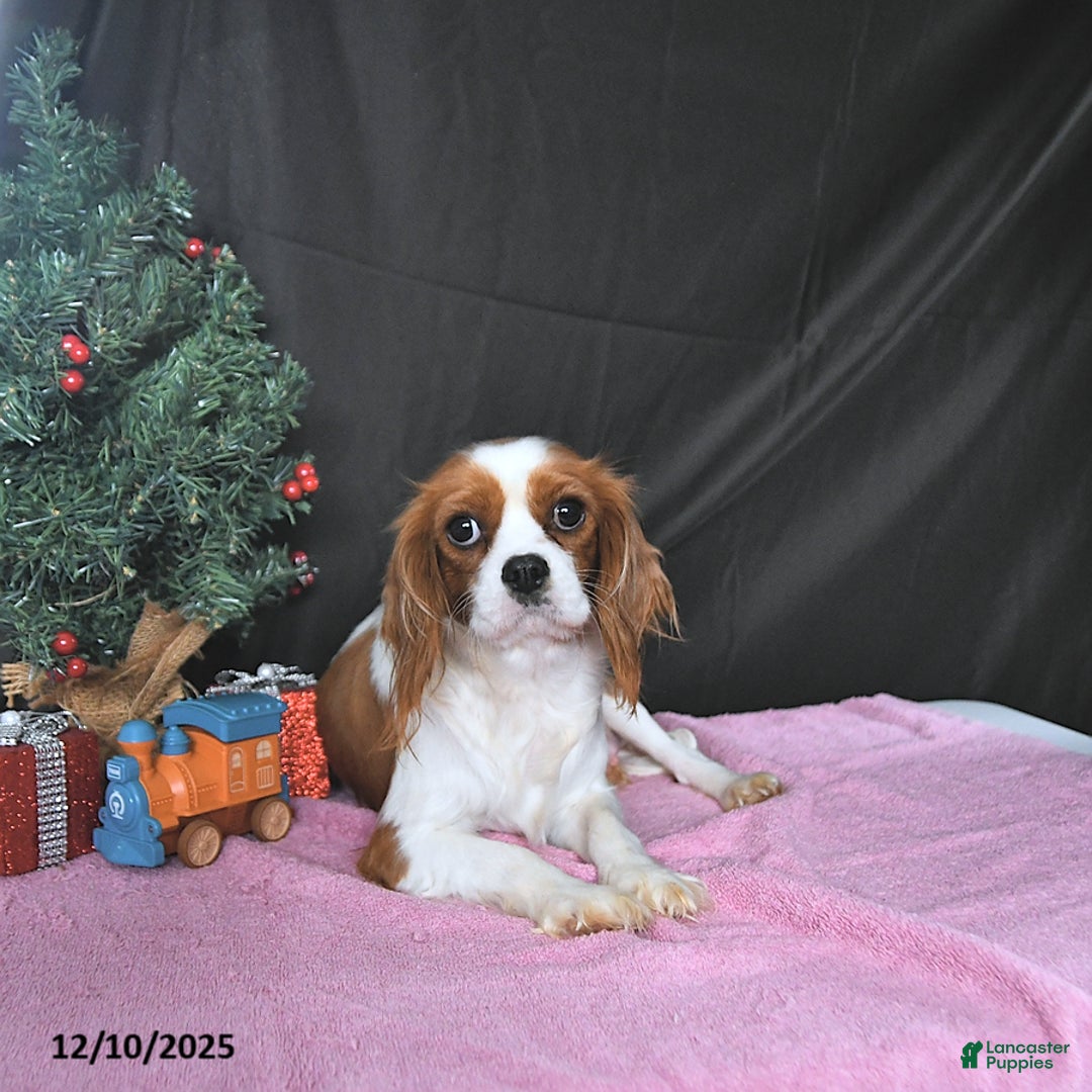 Cavalier King Charles Spaniel dogs for sale: Jenna CHAMPION BLOODLINES - Ad 6