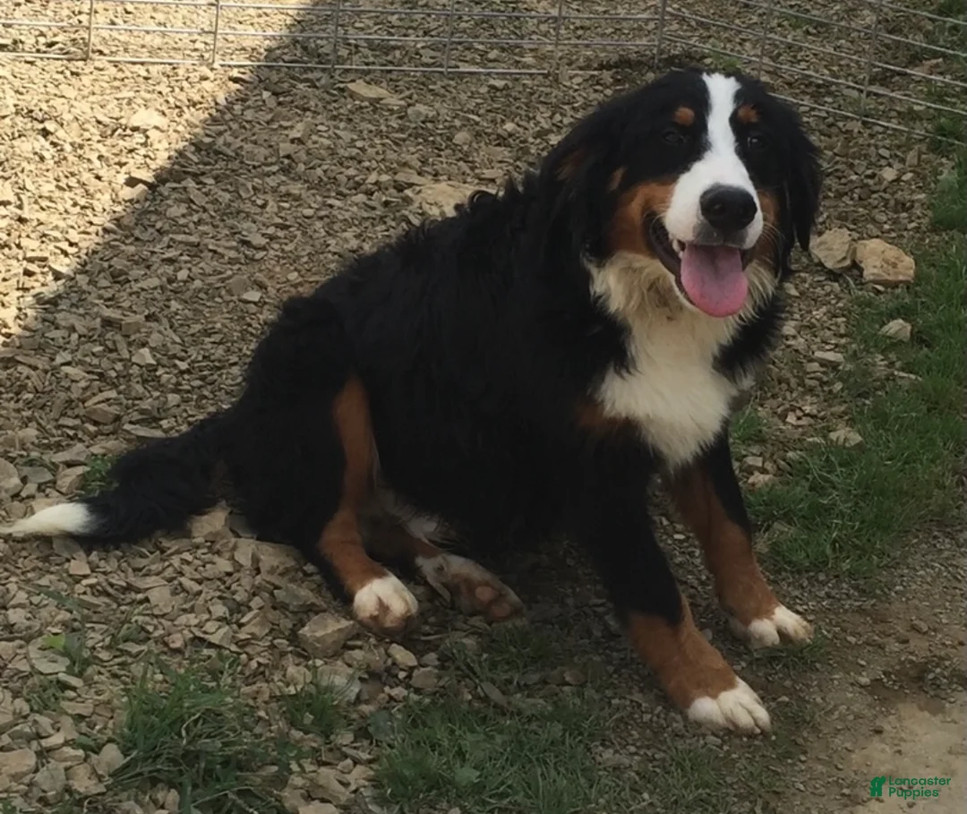 Mini Bernedoodle dogs for sale: Bernie - Ad 3