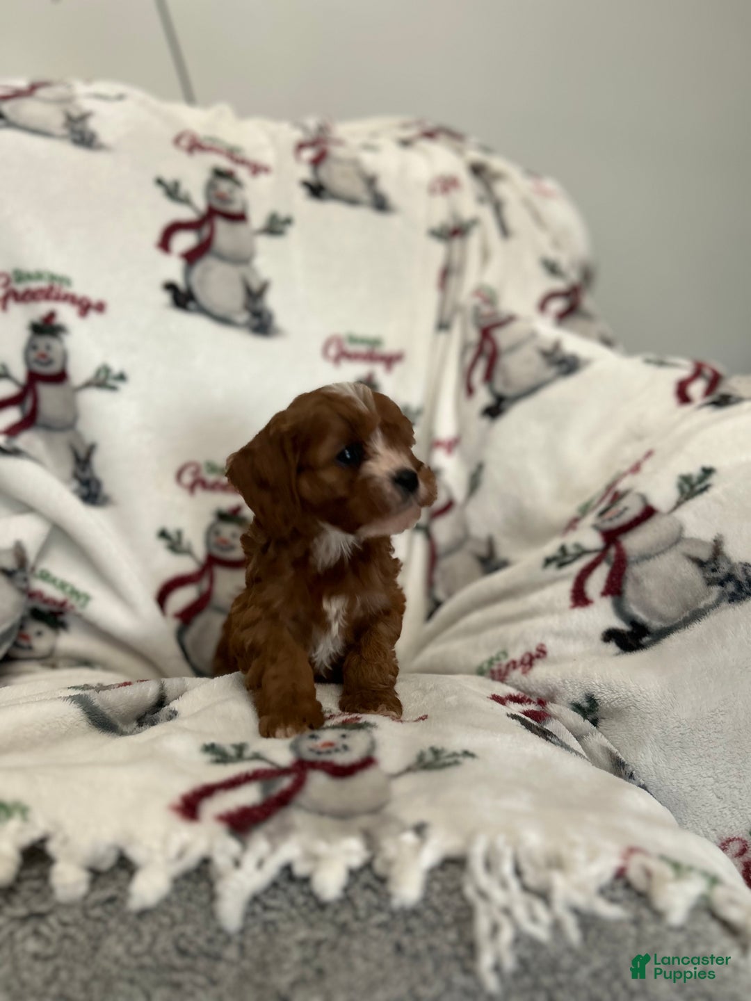 Cavapoo dogs for sale: Cavapoo Puppy 5 - Ad 4