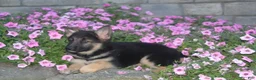 German Shepherd dogs for sale: Baily - Ad 6