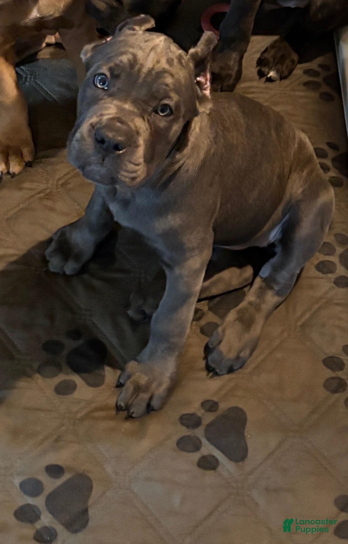 Cane Corso dogs Black - Ad 17