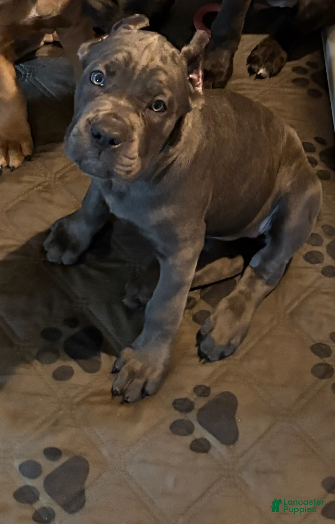 Cane Corso dogs for sale: Black - Ad 1