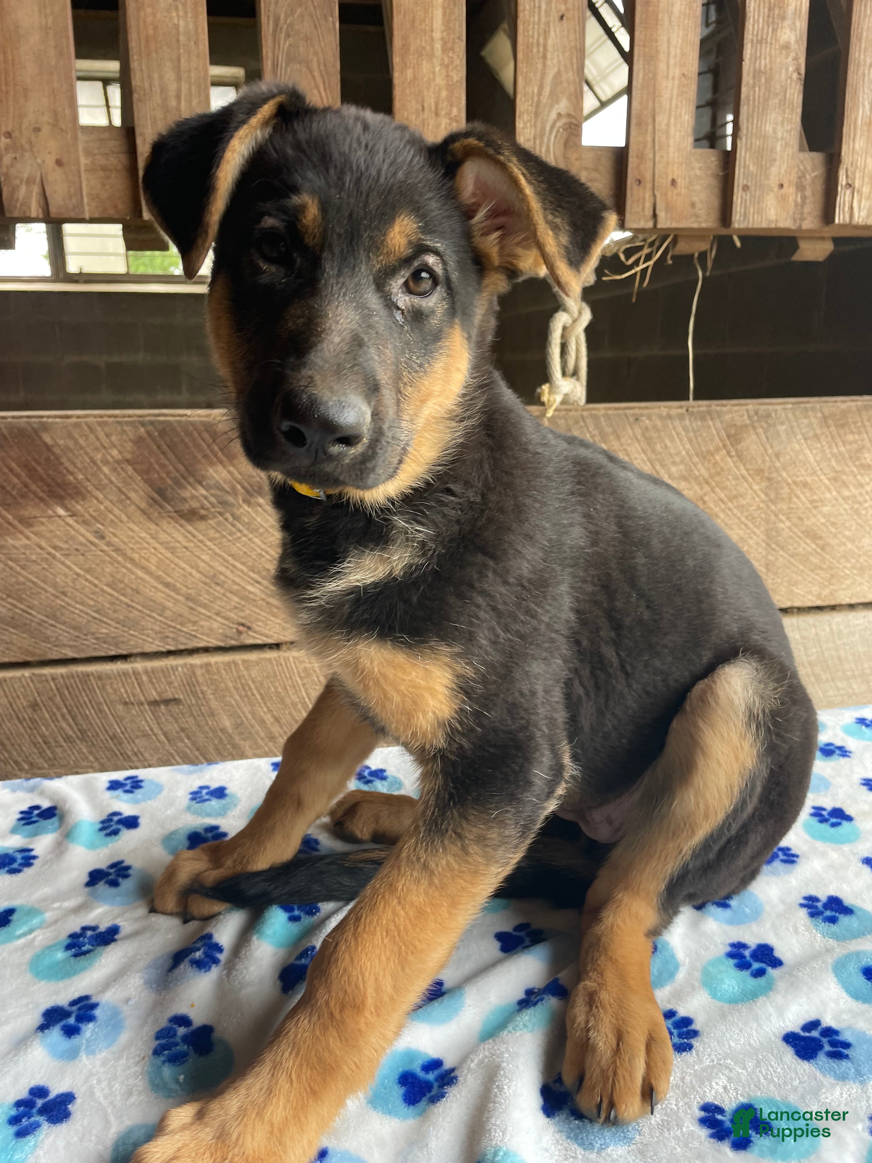 German Shepherd dogs Zelda - Ad 35