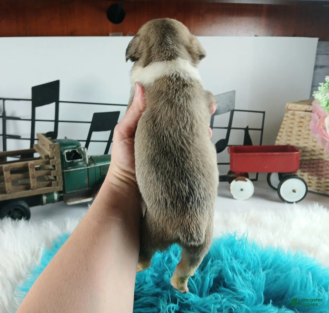 French Bulldog dogs for sale: French Bulldog Pups, NATIONWIDE DELIVERY  - Ad 5