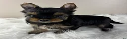 Yorkshire Terrier dogs for sale: Mikey - Ad 3
