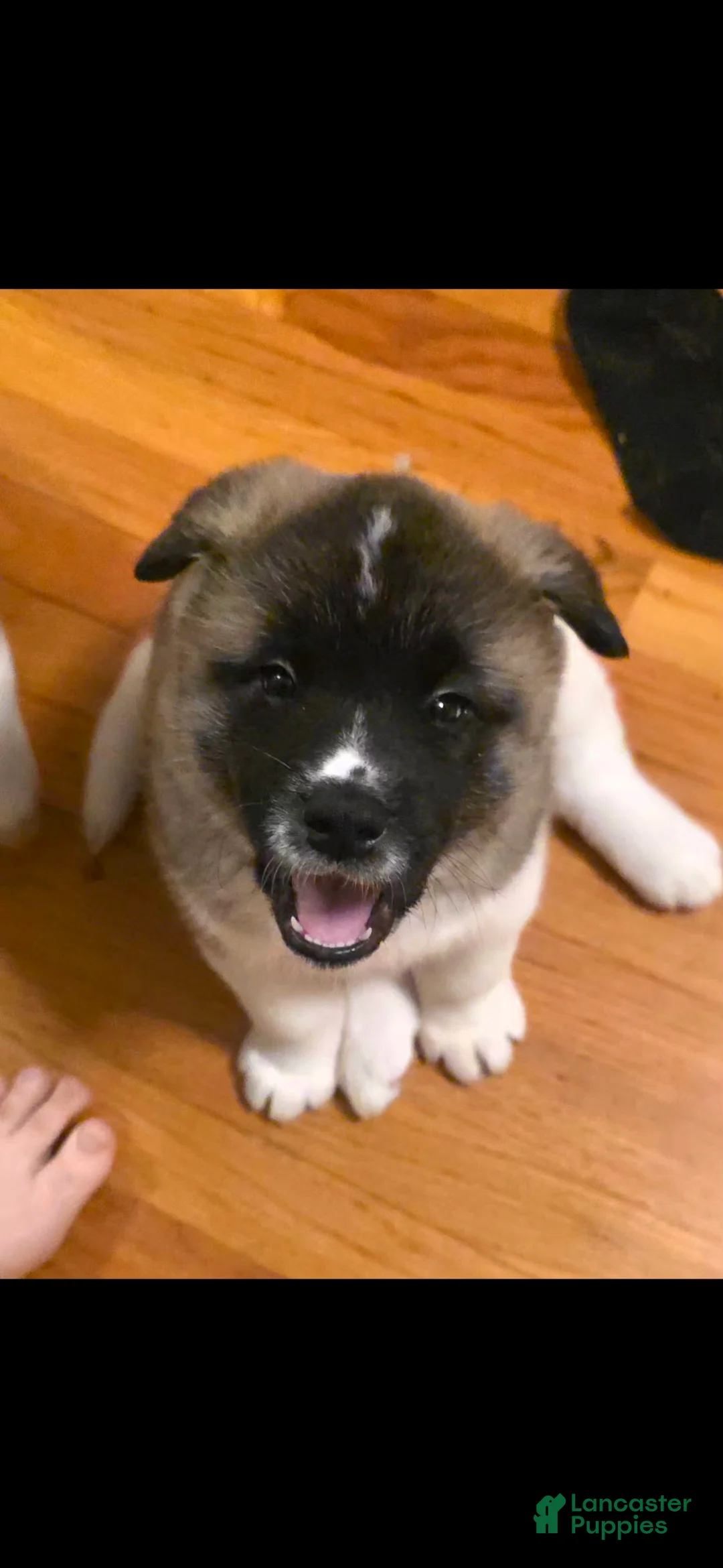 Akita dogs for sale: AKC Chance - Ad 8
