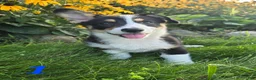 American Corgi dogs for sale: American Corgi 1 - Ad 1