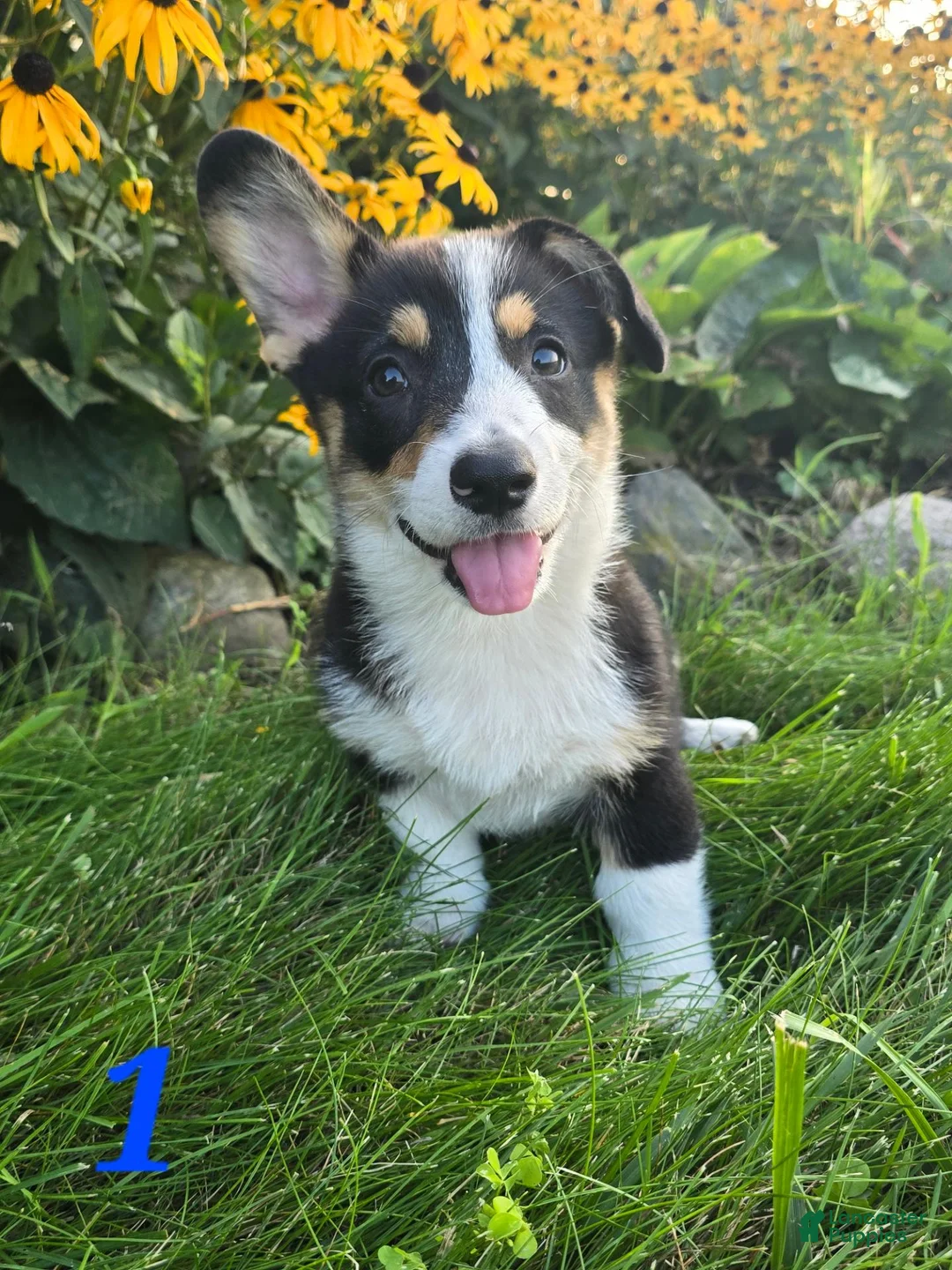 American Corgi dogs for sale: American Corgi 1 - Ad 1