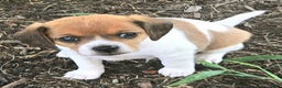 Beagle dogs for sale: Maui Queen Elizabeth Pocket Beagle - Ad 3