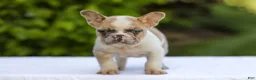 French Bulldog dogs for sale: Copper - Ad 9